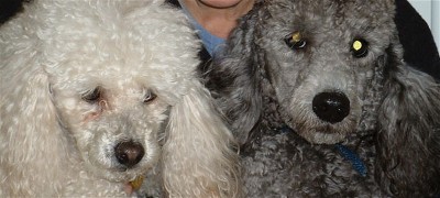 My dogs! - The gray one came from Poodle Rescue, and the cream colored one is 14 years old!