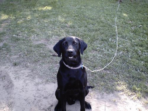 lab - This is my old dog max, he is a black lag.