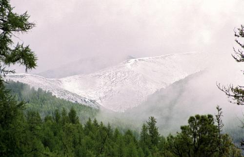 Snow in taiga - Snow in mountain taiga. This is a remote place lost in forest closed to Russian-Mongolian border. Several hours driving to the nearest settlement and about tree days to the city.