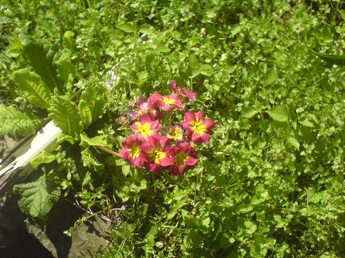 Tiny beautiful flower - A tiny and beautiful flower that I saw and had to take a picture of it.