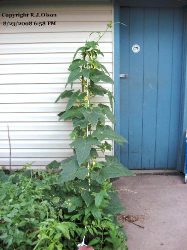 One of Mine - One of my Pickling Cucumber Plants that I have One of Mine - One of my Pickling Cucumber Plants that I have