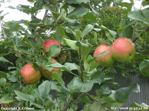 Sweet looking - Just about ripe now. They're really early though. Sweet looking - Just about ripe now. They're really early though.