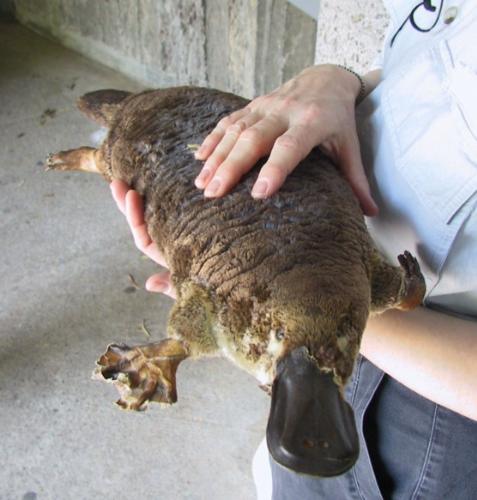 Platypus - The Platypus is a unique Australian monotreme or 'egg laying mammal.