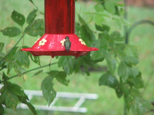 Hummingbird - Hummingbird taken in my backyard. The picture was taken from inside my house.