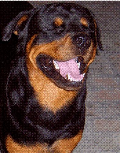Panther - The sweet Rott - Updated Panther Picture
