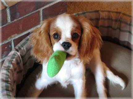 Dog with a chew toy! - Cute little dog with chew toy.