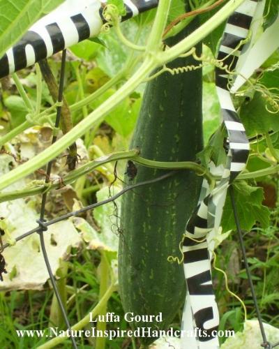 Luffa Gourd - Yes, the little spongy looking things we love to use in the tub or shower are actually a gourd grown in the garden - this one is growing on my fence right now and measures about a foot long.