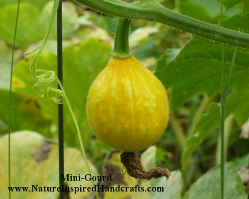 Mini or Ornemental Gourd - this gourd measures about 3 inches tall and is growing in my garden