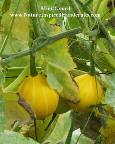 Ornimental Gourds - the two toned yellow gourds are growing in my garden this year - they are about 3-4 inches tall