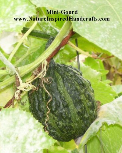 Ornimental Gourd - This mini gourd is very interesting - dark green with little bumps all over it, one of the many different varieties of gourds growing in my garden.