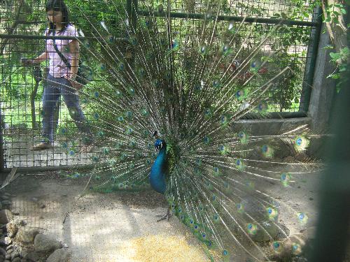 Peacock - The Majestic Peacock...