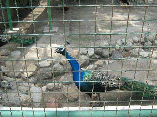 Peacock in a cage... - Peacock in a cage... but still looks beautiful...
