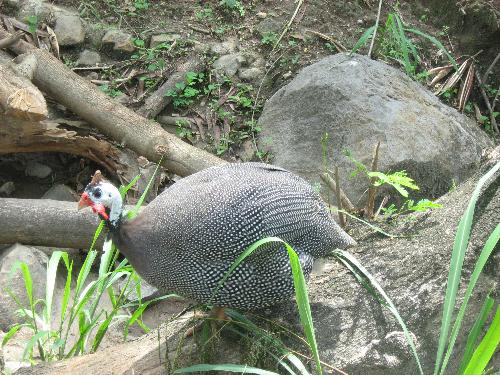 Quail... - I think this is a quail... if not... then this is a strage bird...