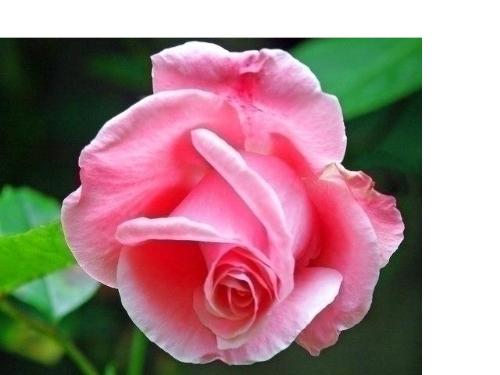 Flower, Rose - i like it, cute flower , isnt it