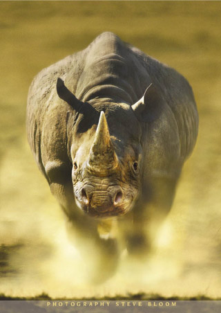 rhino - furious rhino