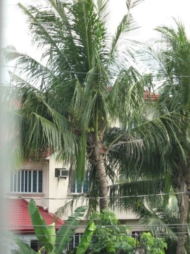 deadly coconut trees - watch out this baby could knock you out..