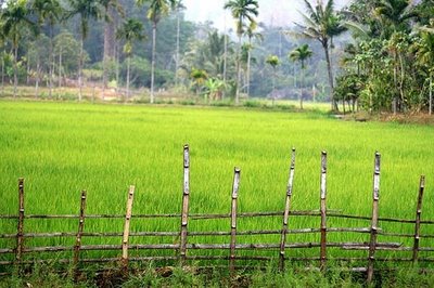 Kerala Scenary - Kerala Scenaries