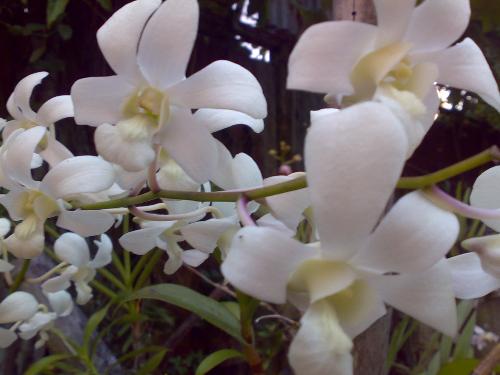 gardening - white orchid