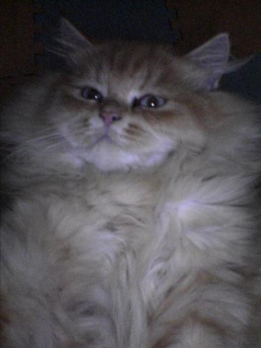 furry cute - Is this a cat or a carpet?nah...this is just my favorite cat Garfield...I really love this cat.