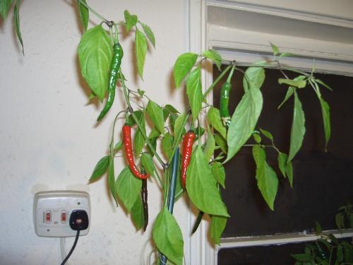 My chilli's. - The full size chilli's on one plant.