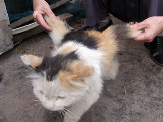 Winged Cat - Wings, extra fur, or tumors?