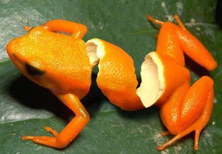 lovely cutttings