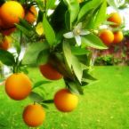 Orange - How do you like your Orange fruit to be in the table.