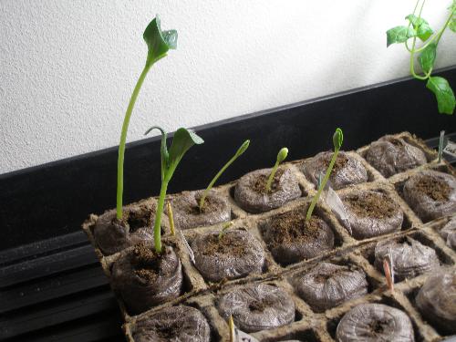 zuccinni and watermellon - I have started these seeds indoors.