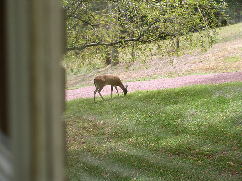 Deer - Picture was taken out my bedroom window.