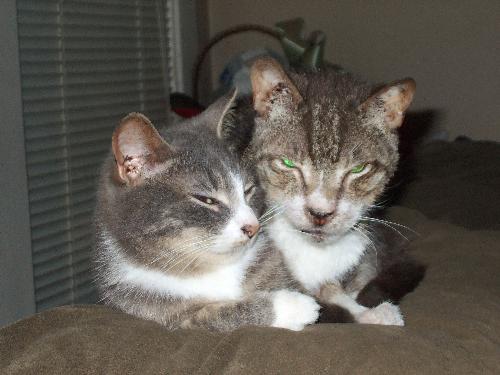 Jake the WhattaButt 1992-2008 - Our sweet kitty Jake - he's the one on the right with the blazing green eyes. He was our oldest, and the kitty next to him is Li'l Lord Greysocks, our youngest.
