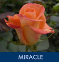 Miracles is occurs - Miracles still happen!