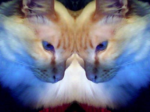 Another Strange Cat Picture!!!  - Another shot of the Goofball's cat(s). :)