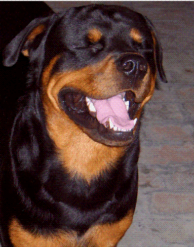 Rottweiler  - Panther - Shelley's Rottweiler