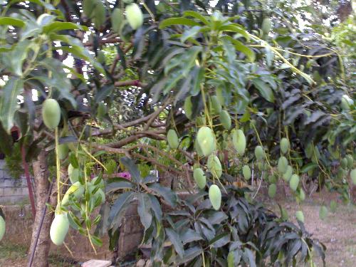 mangoes bear fruits for the 1st time. - mu husband planted them all.