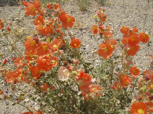 Desert Flower - Orange Desert Flower outside Walker Lake, Nevada.