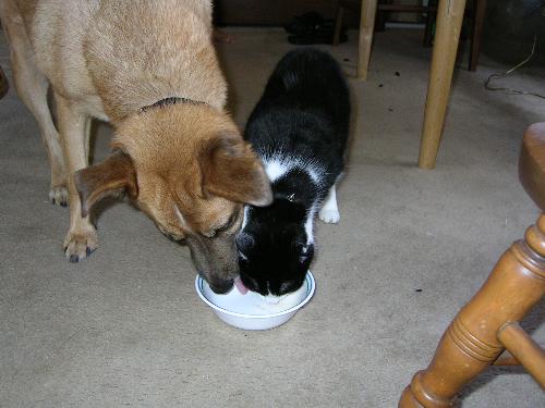 Bribery helps in animal relations - THe dog and cat get along best when there is food involved (especially ice cream bowls!)