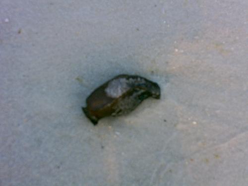 Weird fish - This was on the land crawling like a slug, and I put it back in the water and it opened up like it had wings. It was so weird.