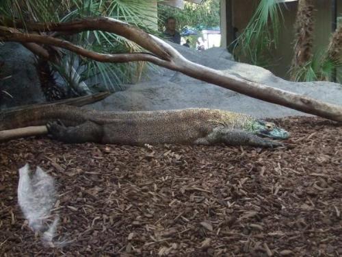 A Big Lizard at the San Diego Zoo - he would scare - A Big Lizard at the San Diego Zoo - he would scare the heck out of me!
