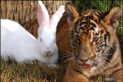 Best Friends - Tiger and bunny