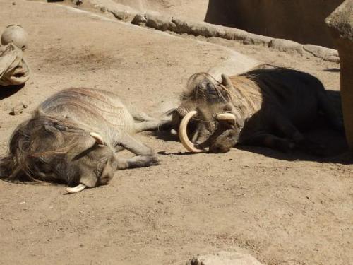 We saw this warthog at the San Diego Zoo This Summ - We saw this warthog at the San Diego Zoo This Summer, reminded me of Pumba from the Lion King