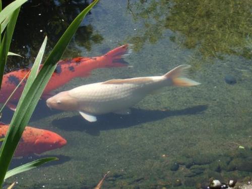 A friend of ours has a koi fish pond in his back y - A friend of ours has a koi fish pond in his back yard. They are beautiful!