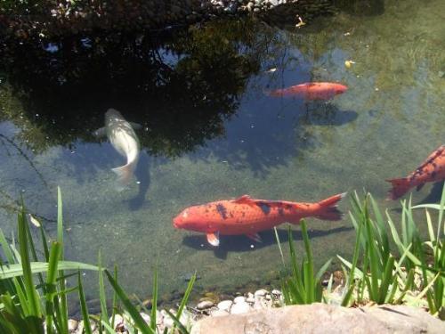 A friend of ours has a koi fish pond in his back y - A friend of ours has a koi fish pond in his back yard. They are beautiful!