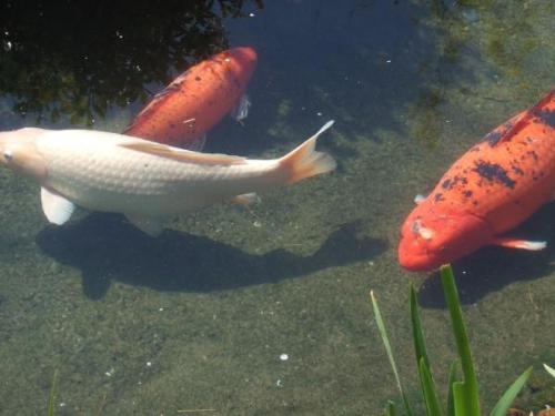 A friend of ours has a koi fish pond in his back y - A friend of ours has a koi fish pond in his back yard. They are beautiful!