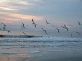 birds - birds flying over the ocean