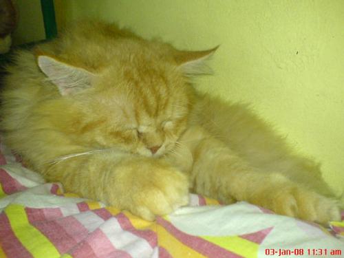 sleeping on my pillow - Garfield is a spoiled cat.I love him so much that I let him sleep on my pillow (I only allows him if I know that my boyfriend is already sleeping.lol) sleeping on my pillow - Garfield is a spoiled cat.I love him so much that I let him sleep on my pillow (I only allows him if I know that my boyfriend is already sleeping.lol)