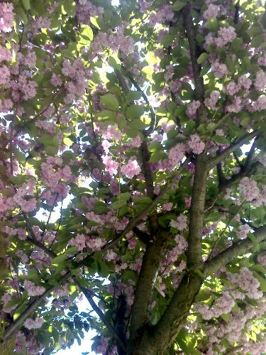 beautiful tree - I made this photo in a park