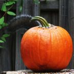 pumpkin - A picture of a pumpkin.