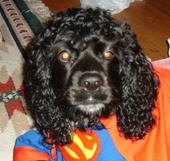 Happy Halloween! - My dog is ready to go trick or treating.. Throw him a bone!