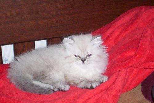 Lady Eva - Lady Eva Persian kitten, she is such a love....