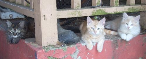my three kittens - Three siblings, Shetana, Saffron and Sahara.